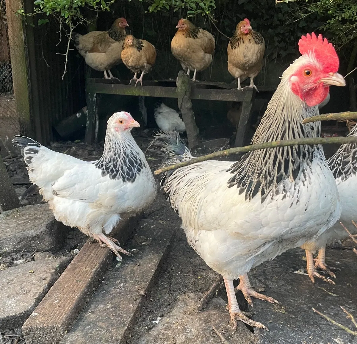 Bantam Light Susex / Buff Sussex - Image 4