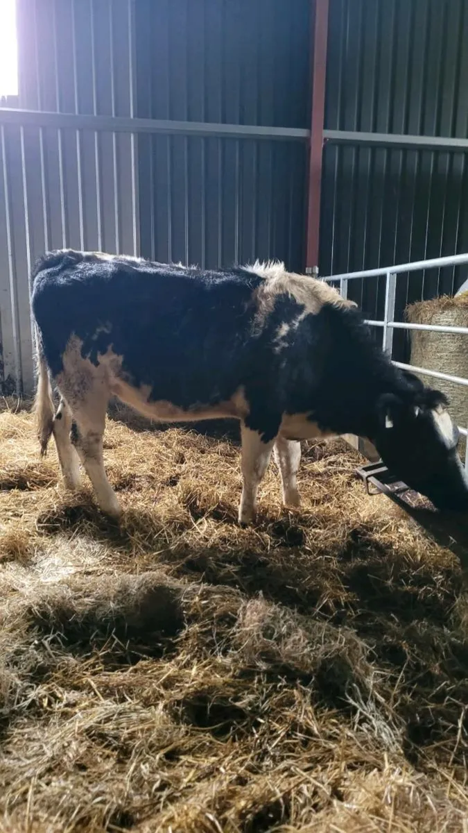 Belgian blue heifer - Image 2