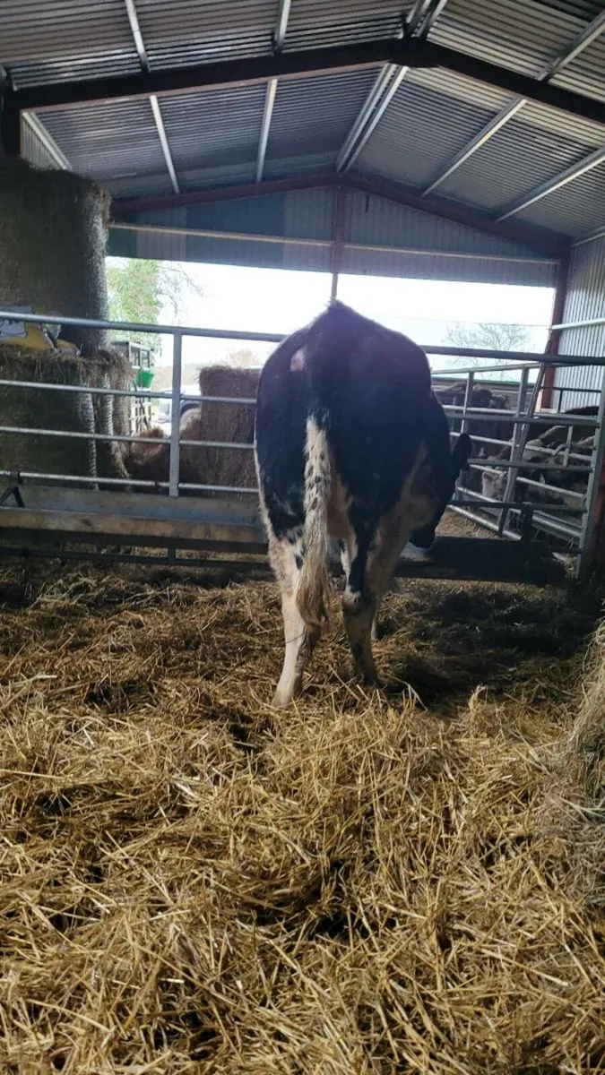 Belgian blue heifer - Image 3
