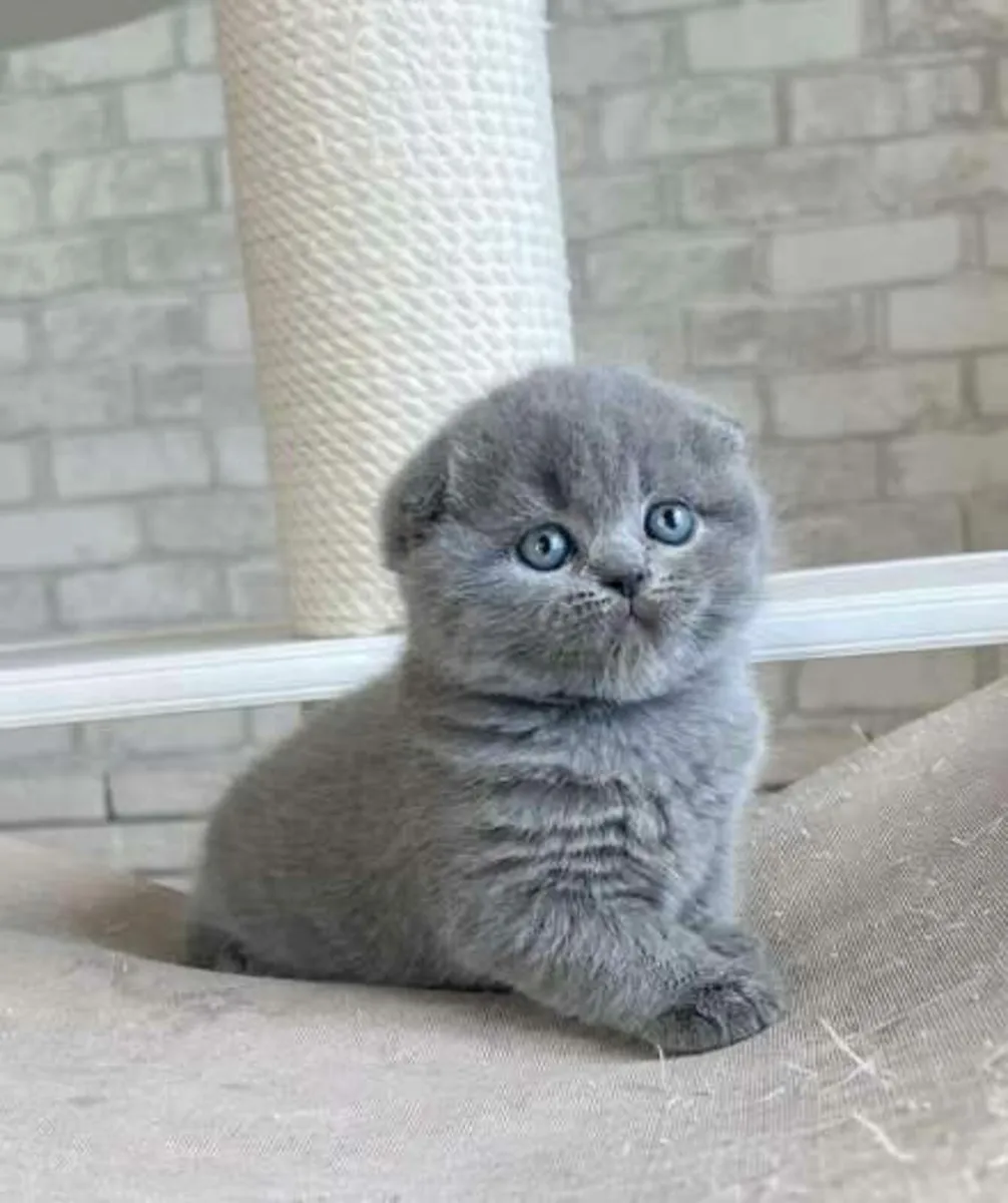 Amazing Purebred British and Scottish fold kittens - Image 1