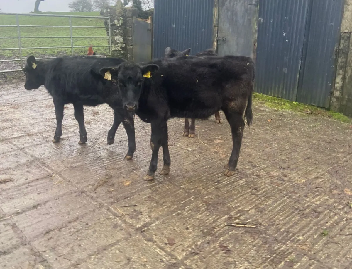 3 august born Aberdeen angus heifer weanlings - Image 3