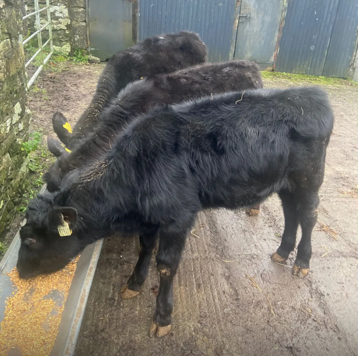 3 august born Aberdeen angus heifer weanlings - Image 4