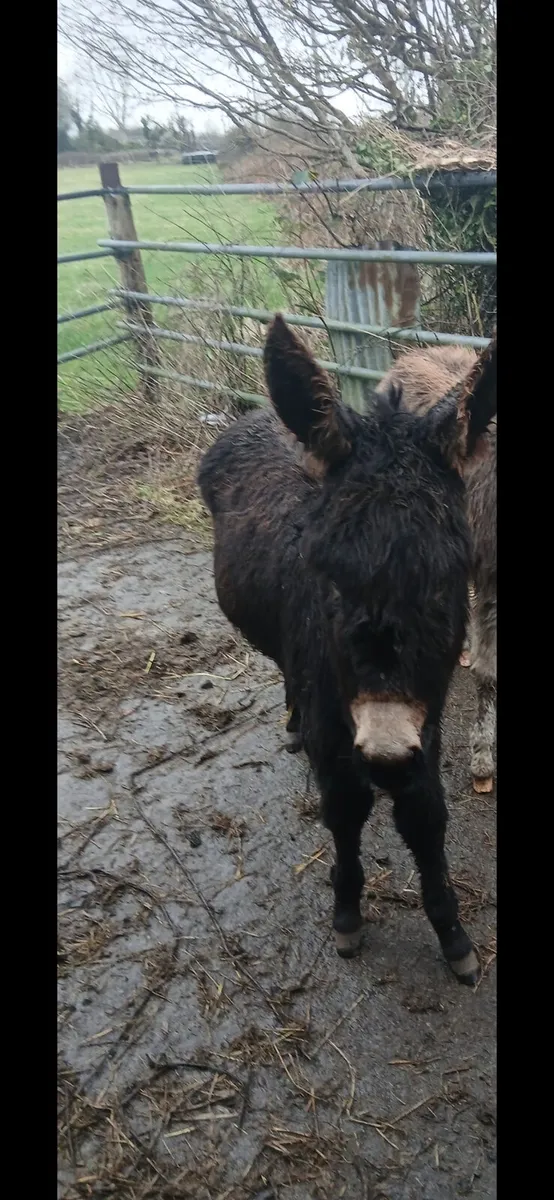 1 Female Donkey Foal