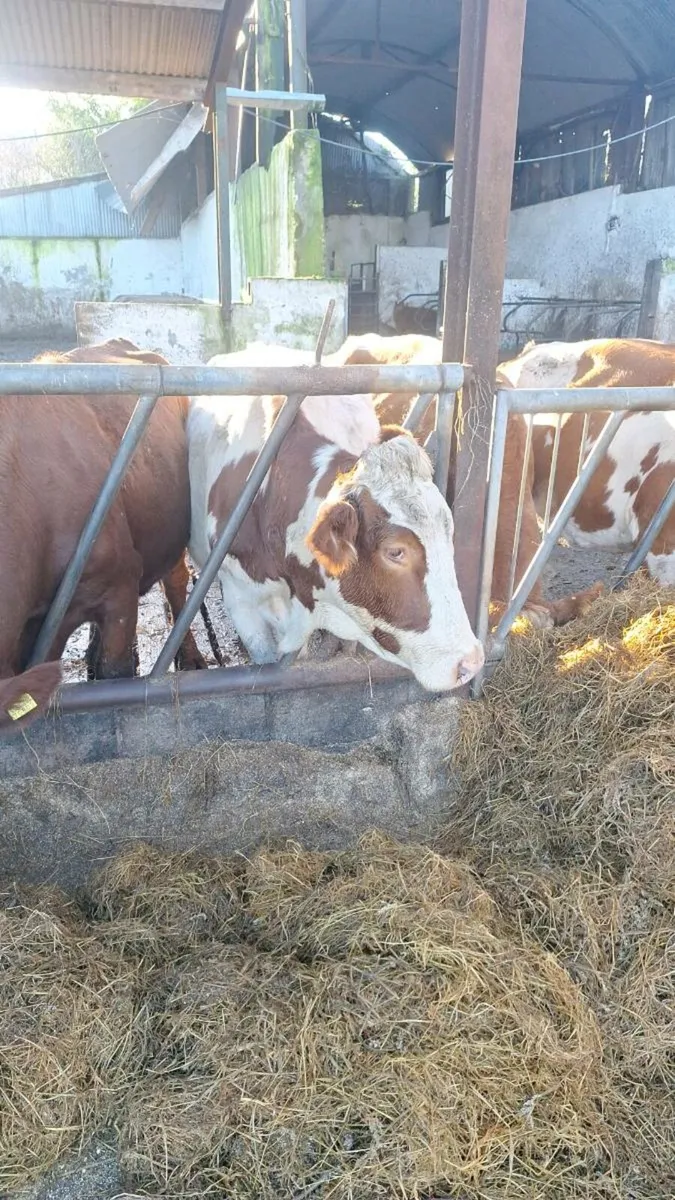 Fleckvieh cows - Image 1