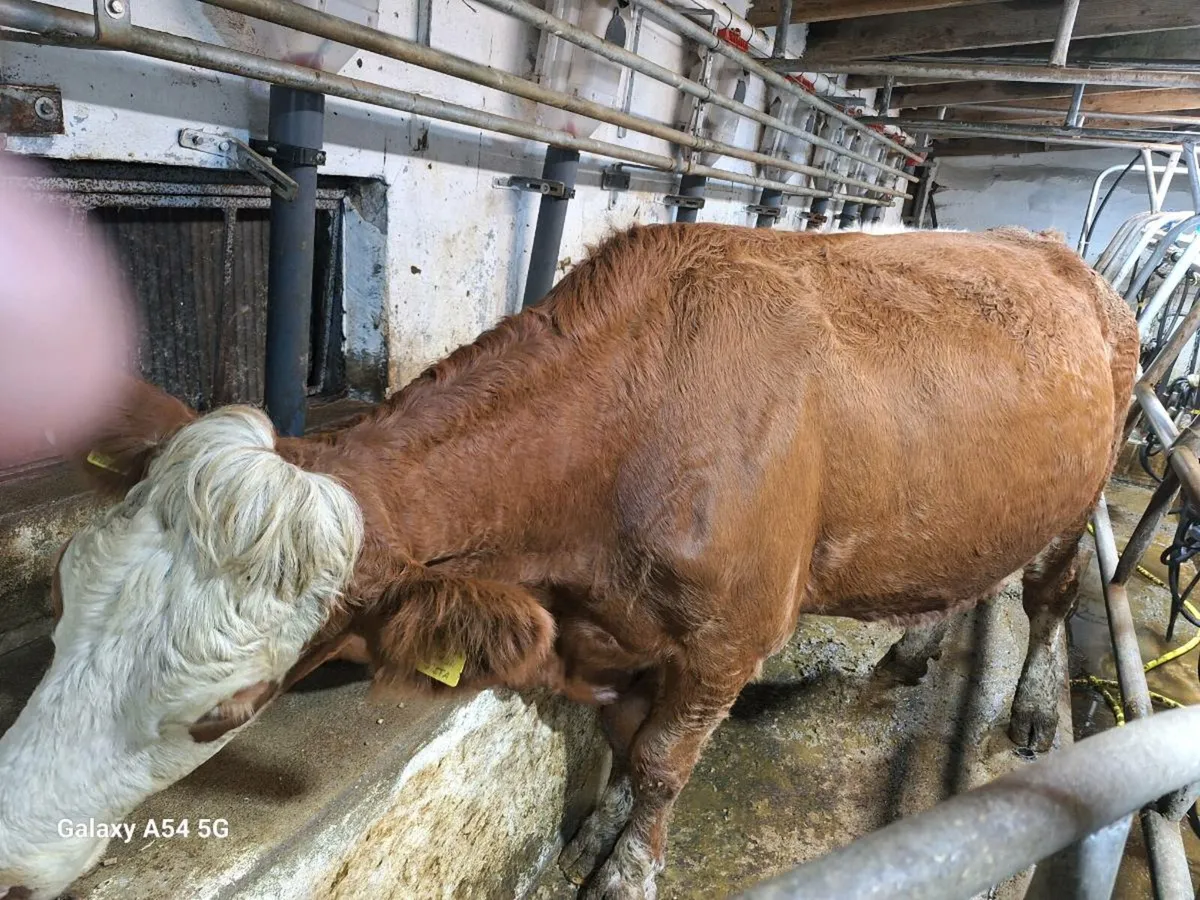 Fleckvieh cows - Image 2