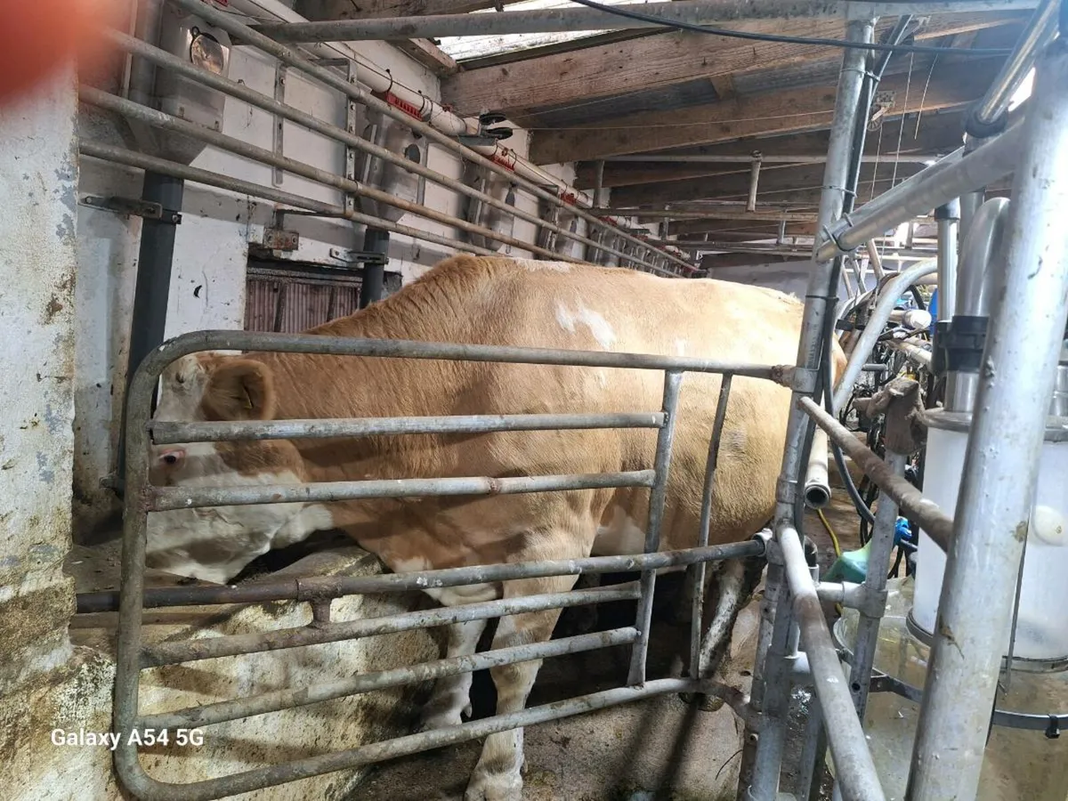 Fleckvieh cows - Image 3