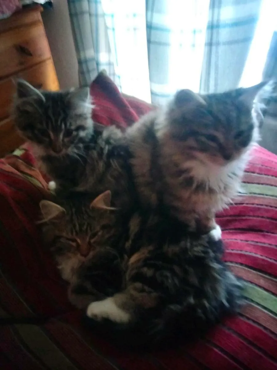 Kittens - Image 3