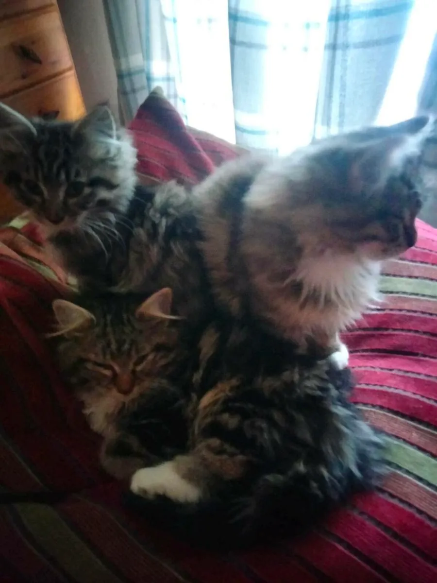 Kittens - Image 4