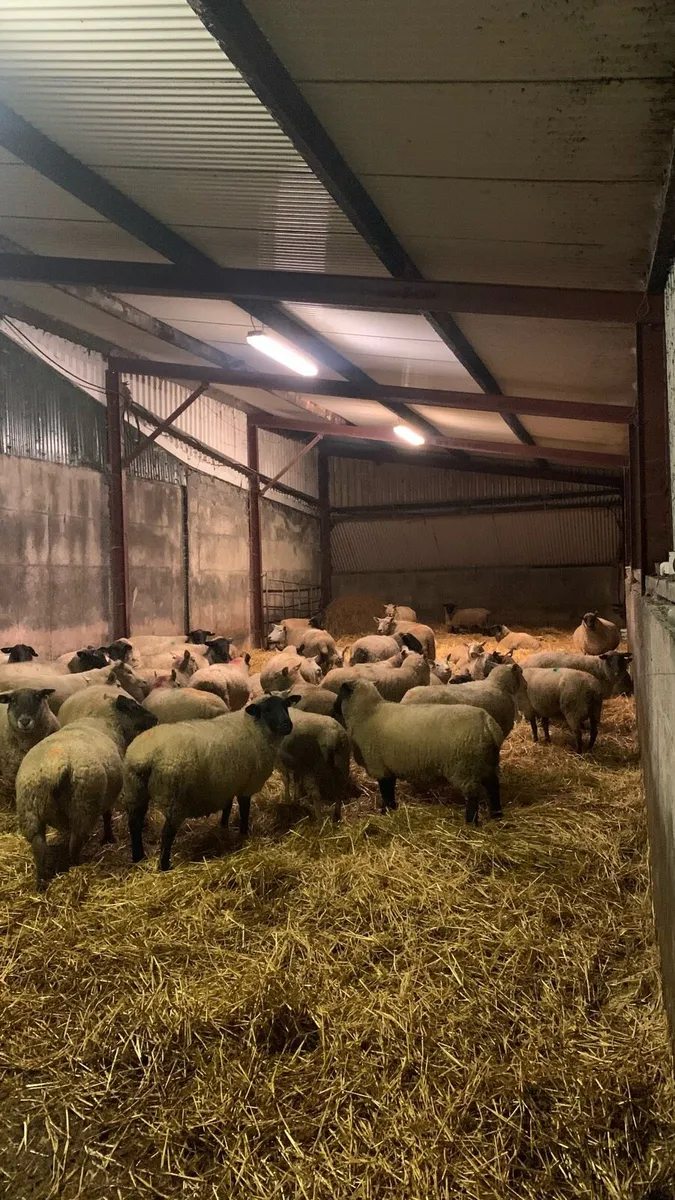 Commercial sheep - Image 1