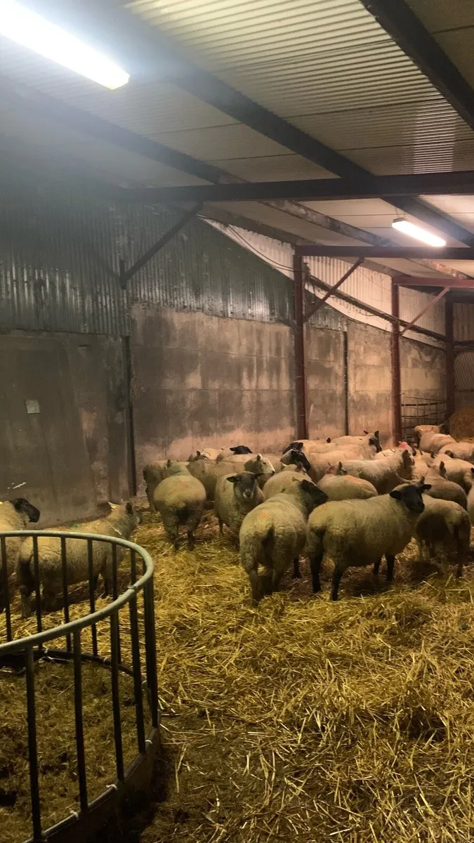 Commercial sheep - Image 2