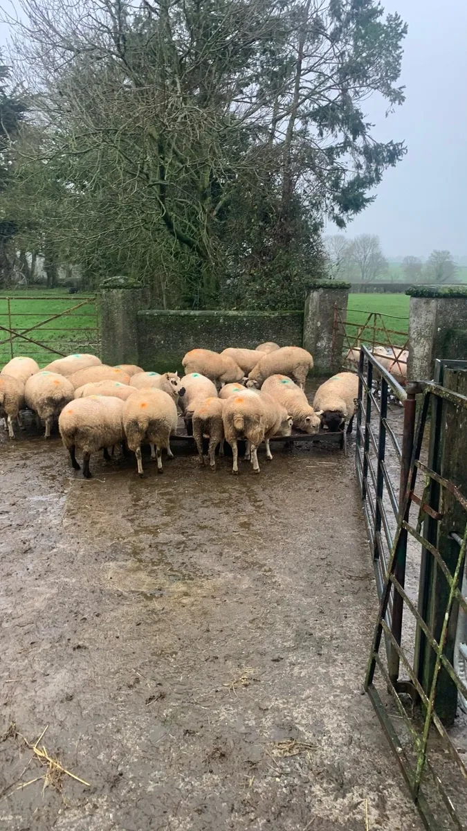 Commercial sheep - Image 3