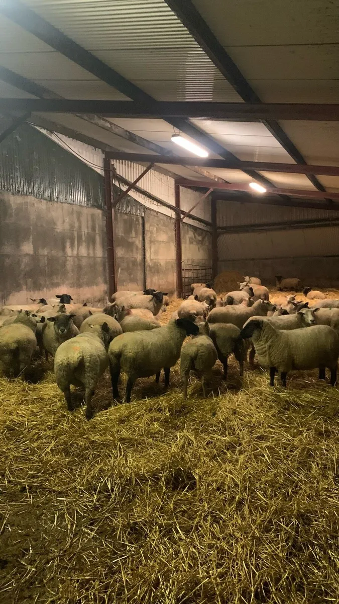 Commercial sheep - Image 4