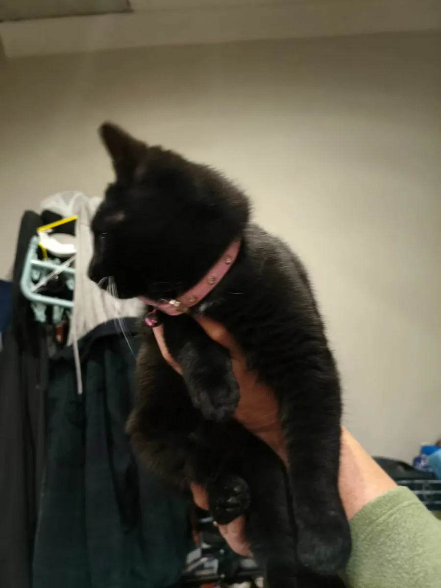 Young cat black - Image 1