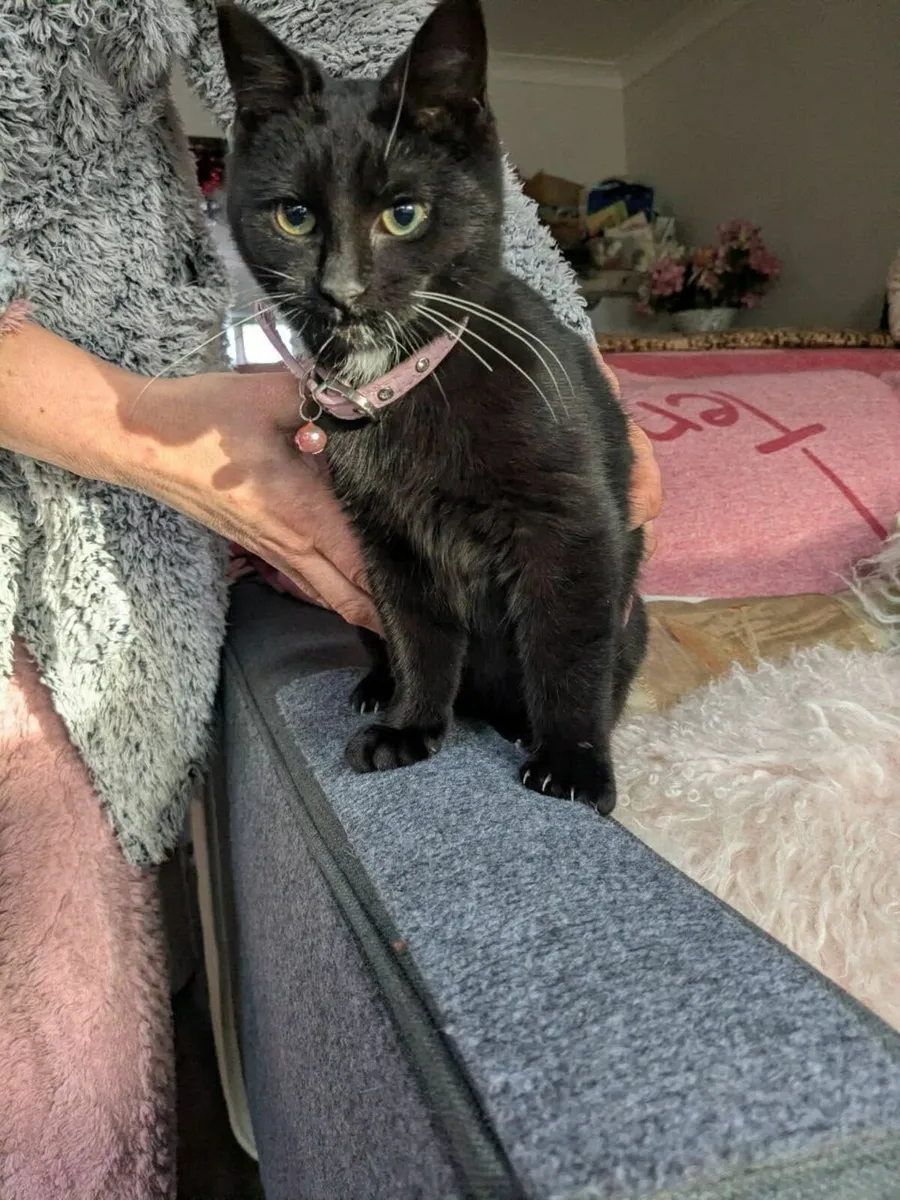 Young cat black - Image 3