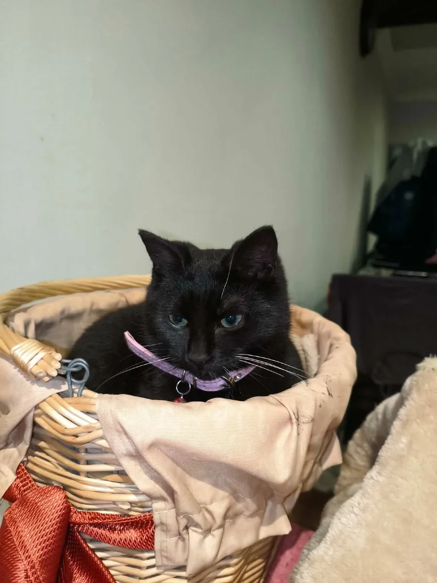 Young cat black - Image 4