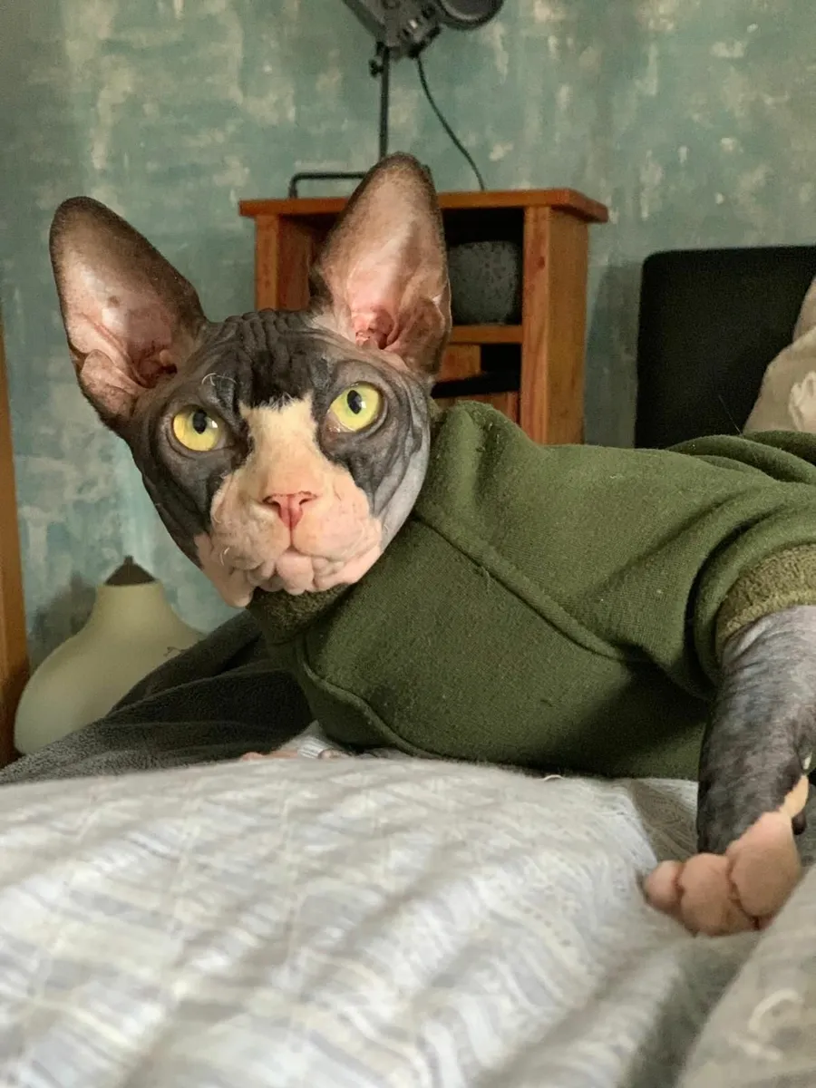 Sphynx  Sphinx  cat kittens (can deliver) - Image 2