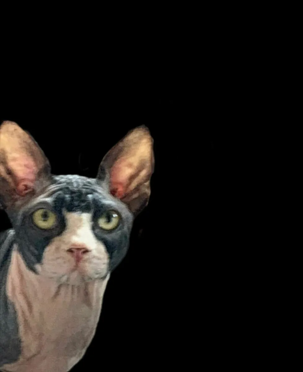 Sphynx  Sphinx  cat kittens (can deliver) - Image 3
