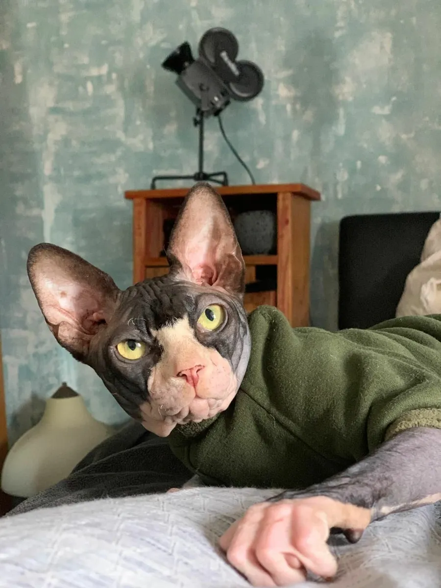 Sphynx  Sphinx  cat kittens (can deliver) - Image 1