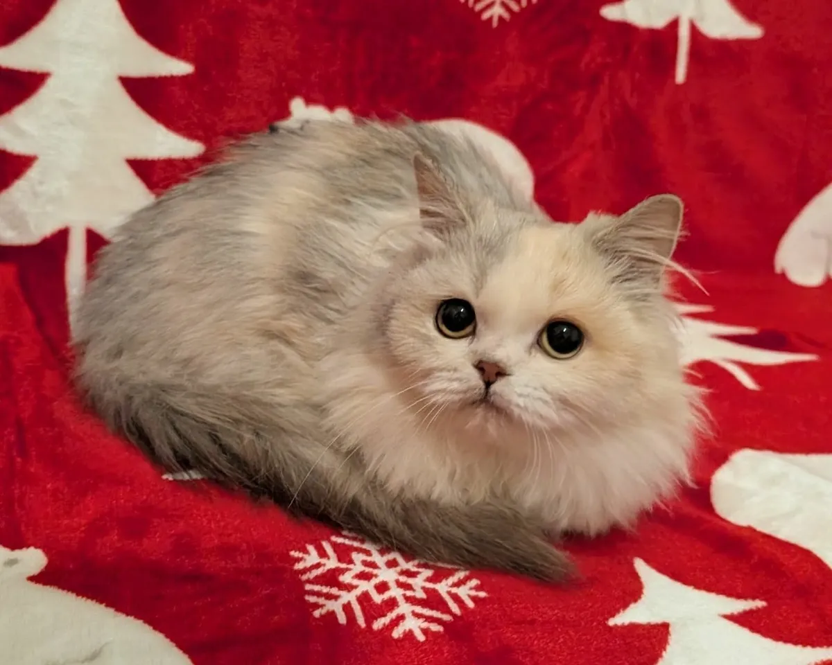 British long hair kitten - Image 3