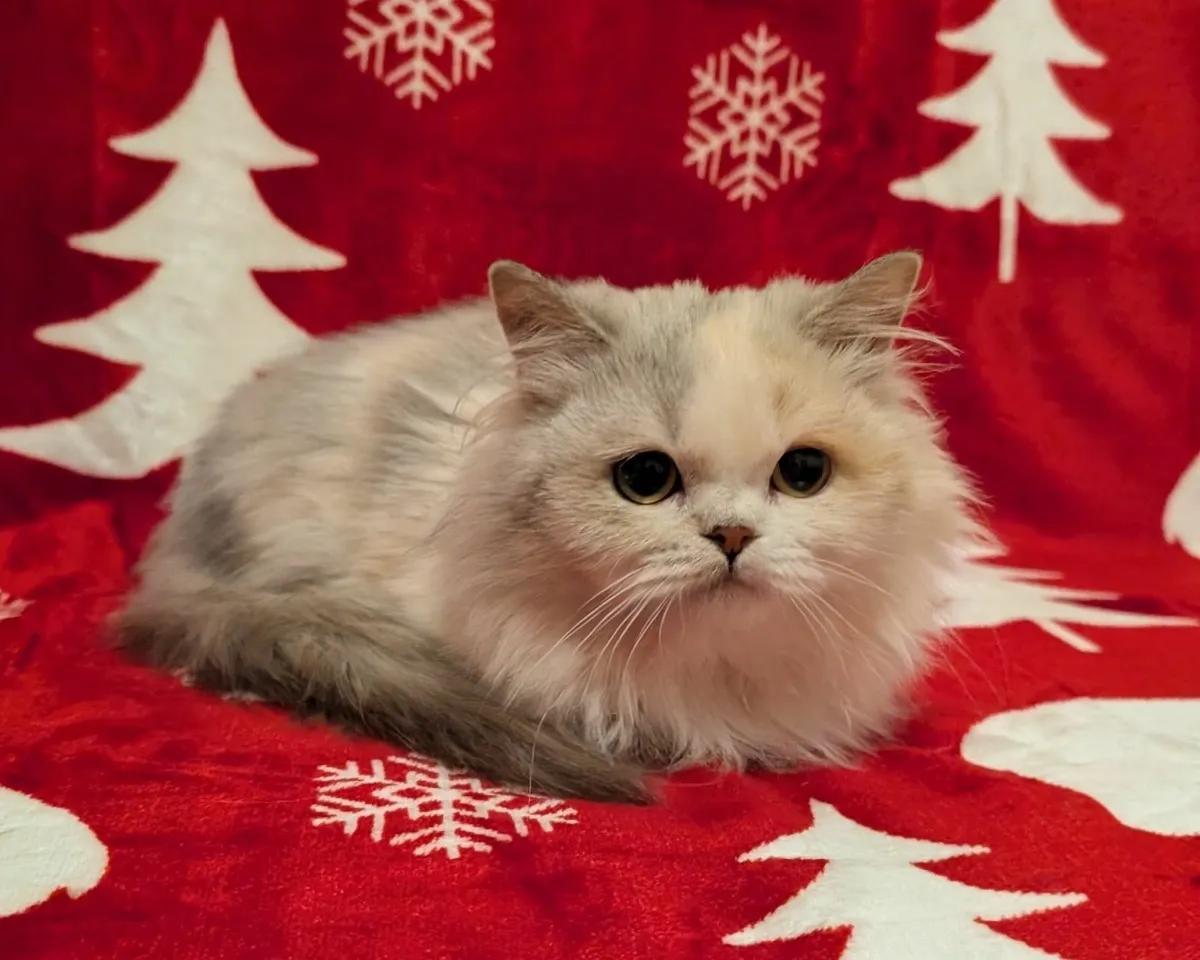 British long hair kitten - Image 1