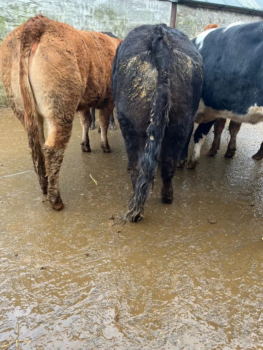 Store heifers - Image 1