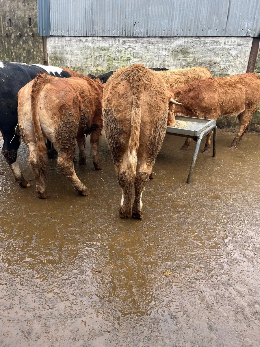 Store heifers - Image 2