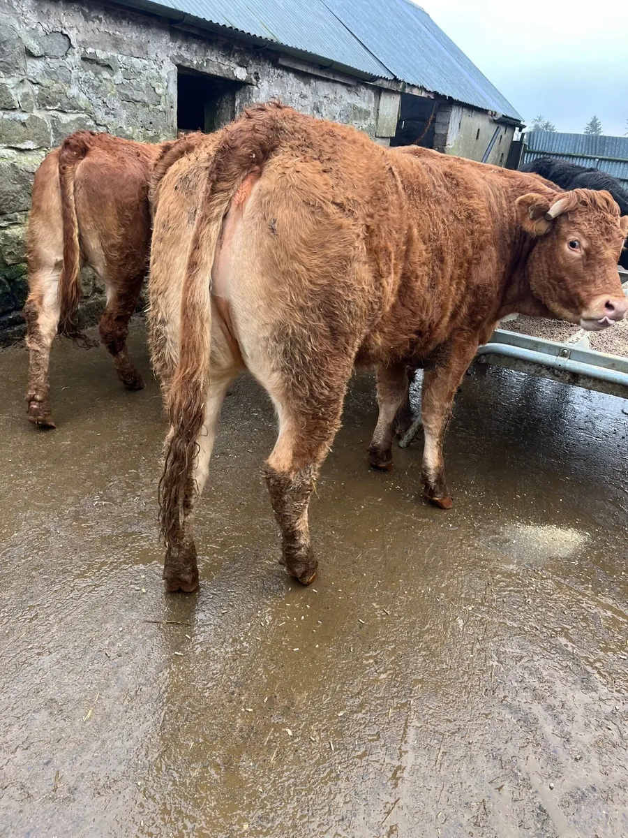 Store heifers - Image 3