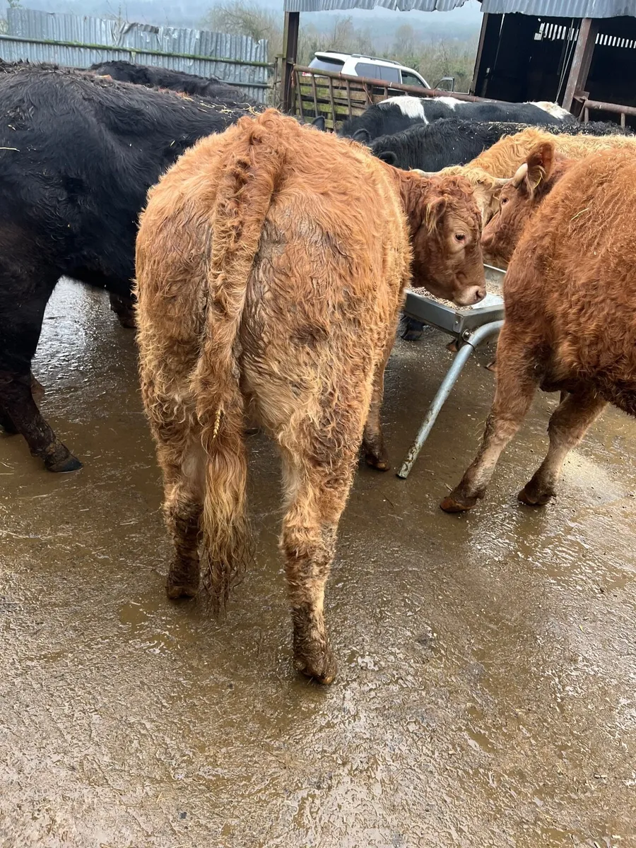 Store heifers - Image 4
