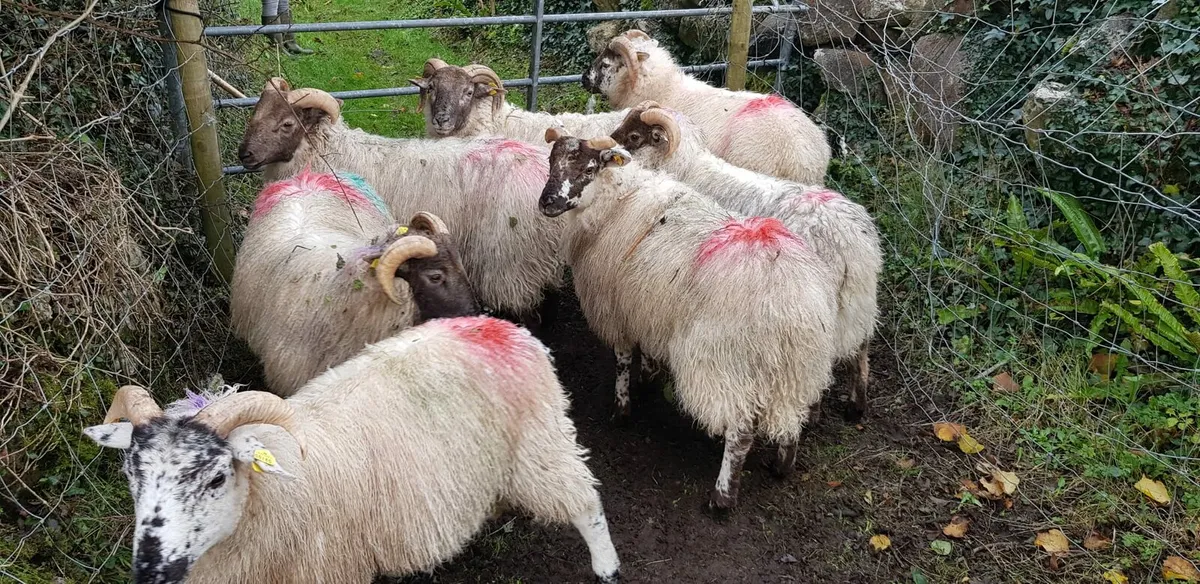 WANTED Organic or in-conversion lambs/hooggets