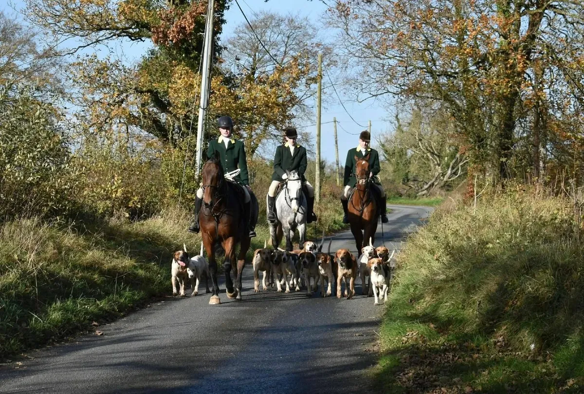 Tommy - hunting horse - Image 2