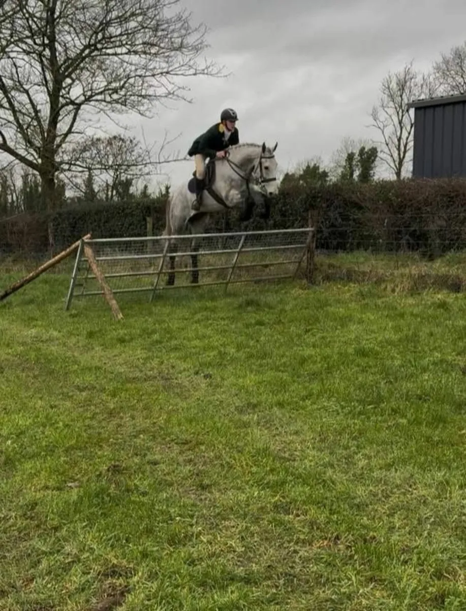 Tommy - hunting horse - Image 3