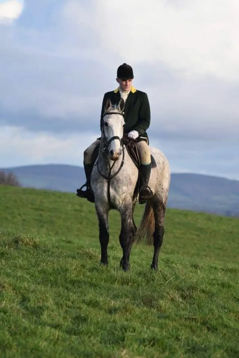 Tommy - hunting horse - Image 4