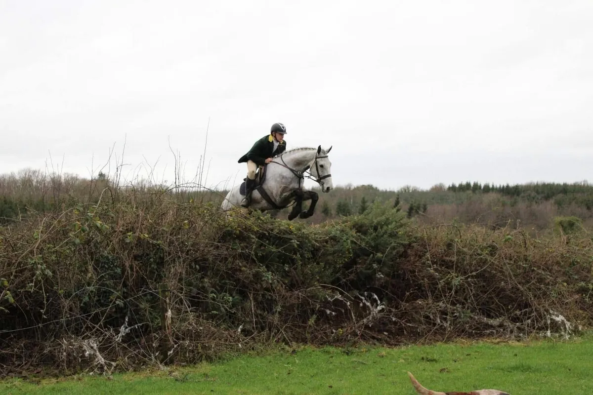 Tommy - hunting horse - Image 1