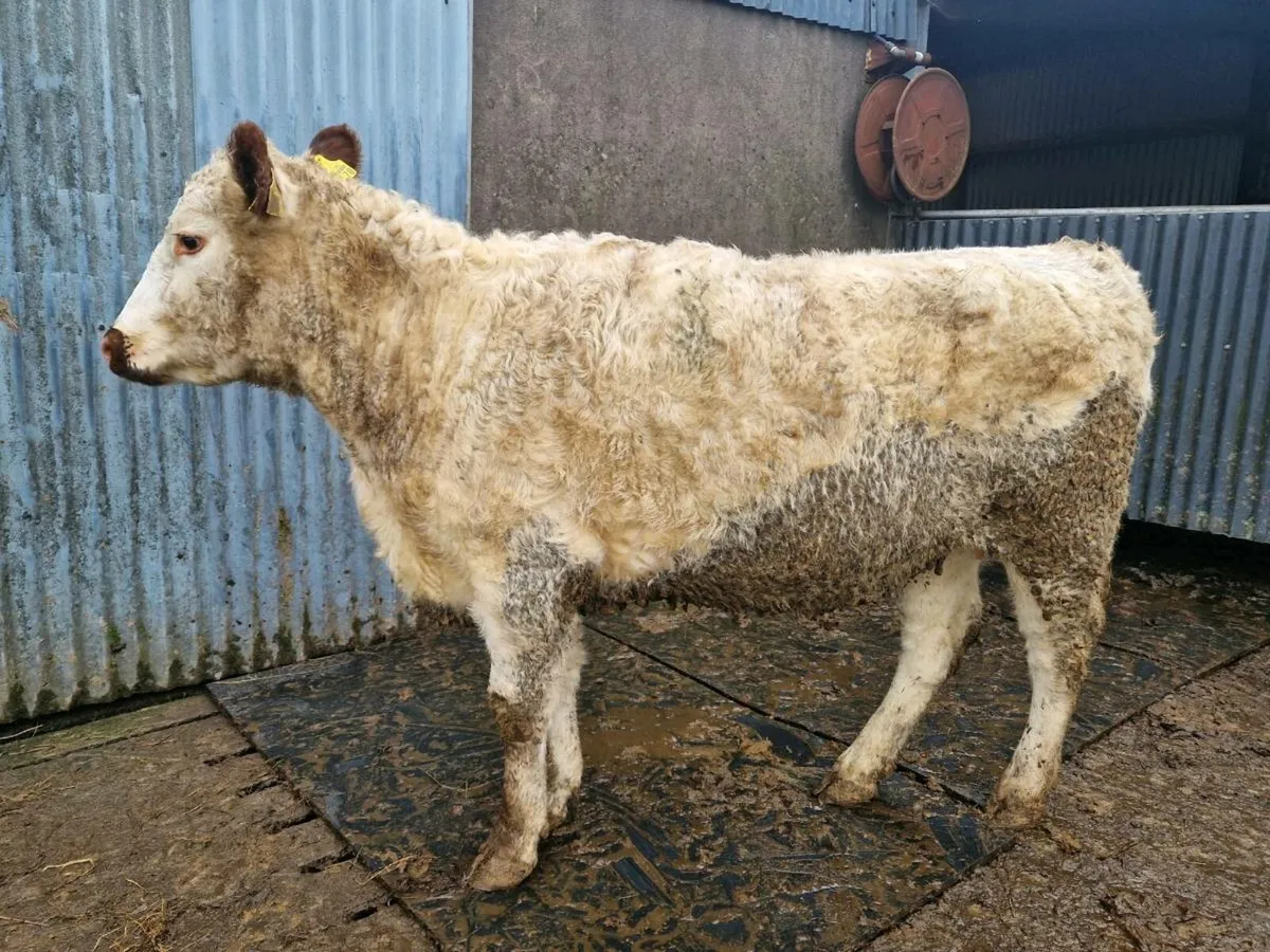 Pedigree Irish Moil Breeding Heifer - Image 1