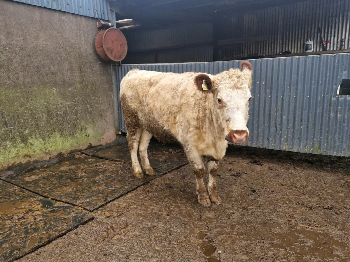 Pedigree Irish Moil Breeding Heifer - Image 2