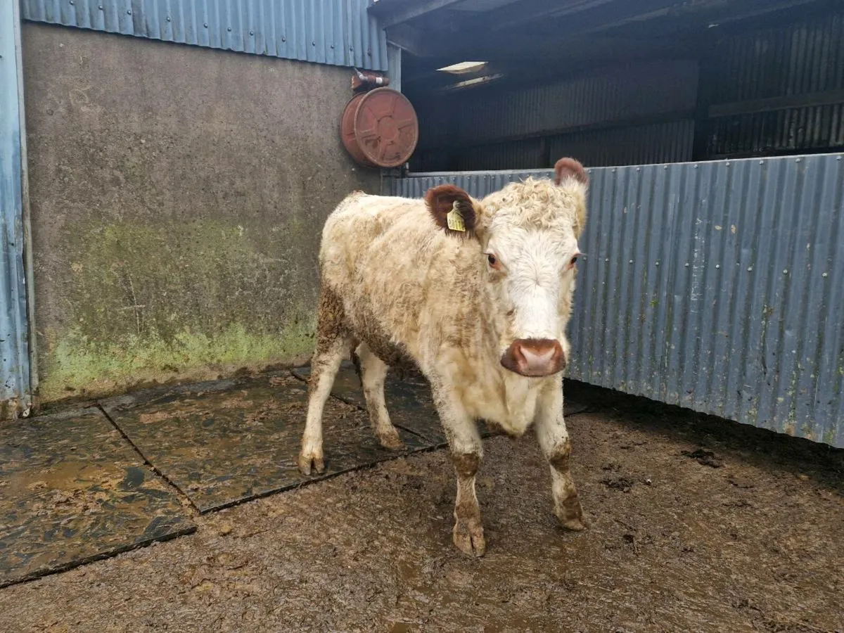 Pedigree Irish Moil Breeding Heifer - Image 3