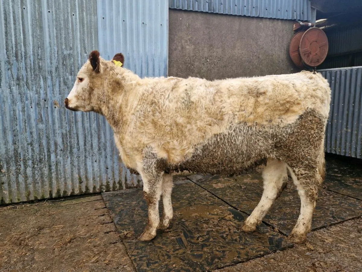 Pedigree Irish Moil Breeding Heifer - Image 4