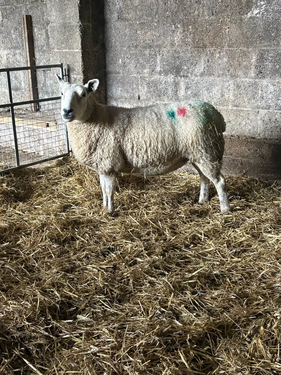 In lamb ewes for sale - Image 1