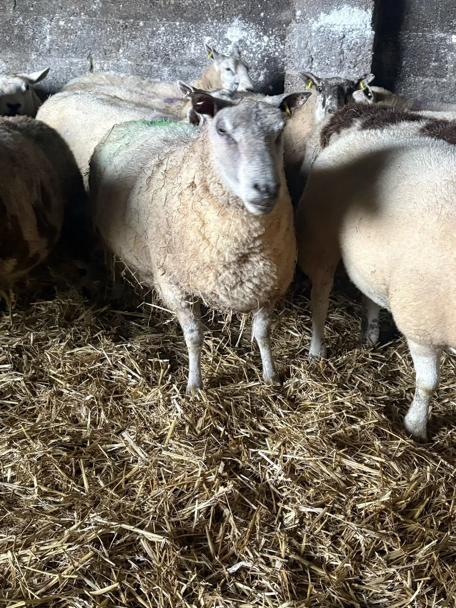 In lamb ewes for sale - Image 2