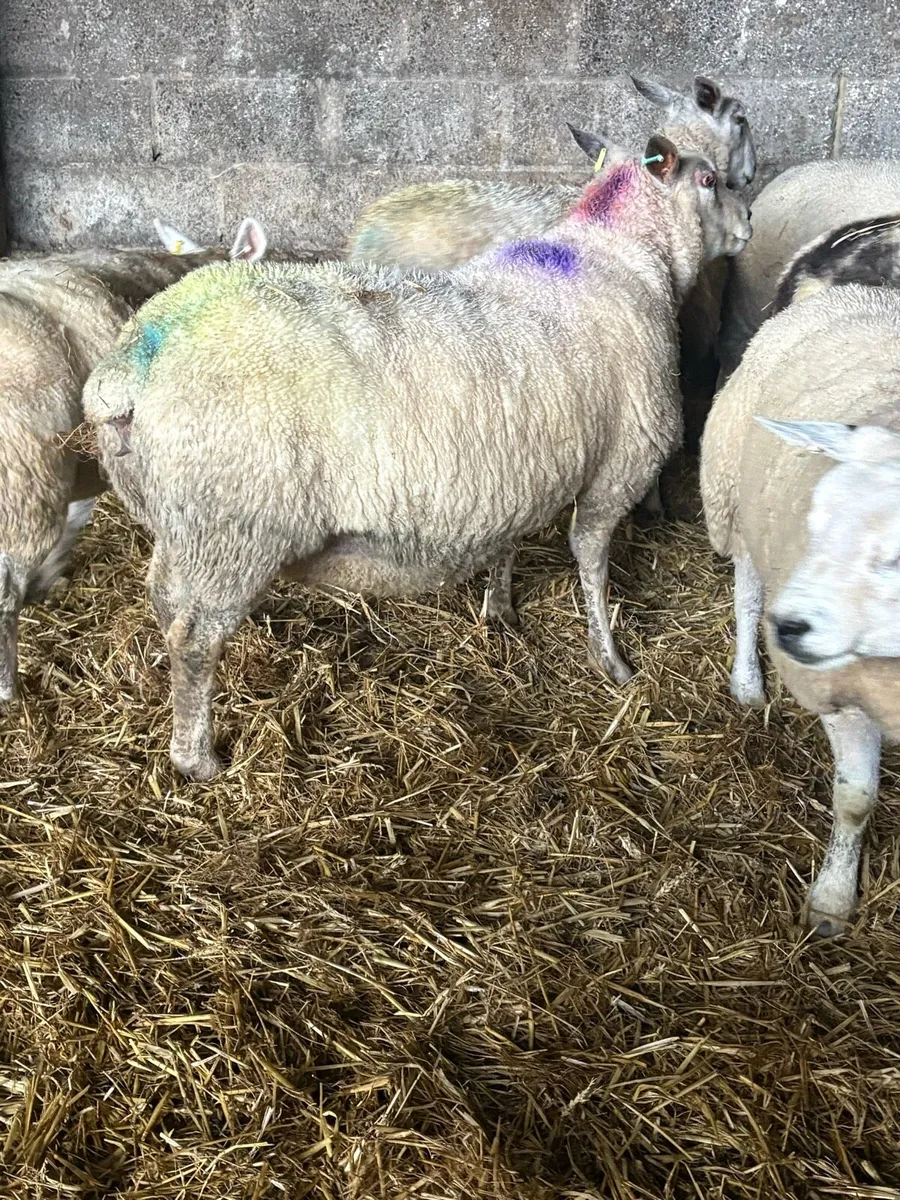 In lamb ewes for sale - Image 3