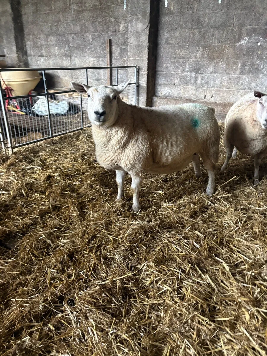 In lamb ewes for sale - Image 4