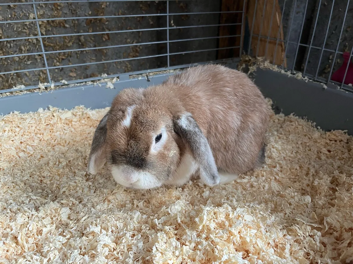 Bunny rabbits with cages - Image 1