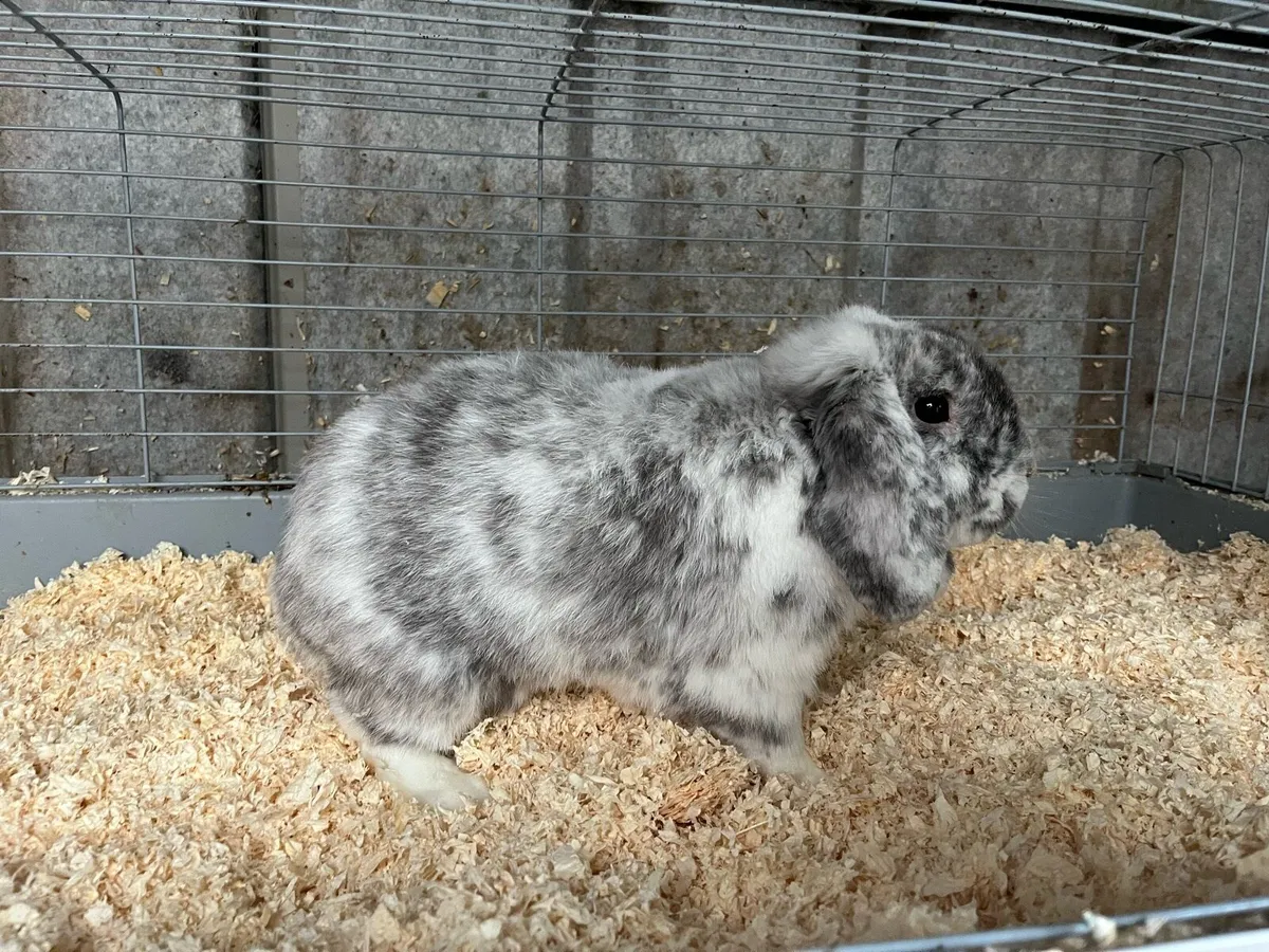 Bunny rabbits with cages - Image 3