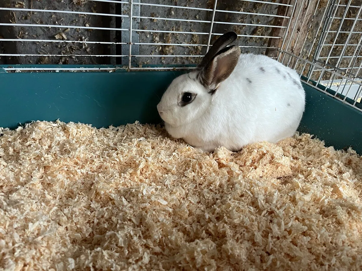 Bunny rabbits with cages - Image 4