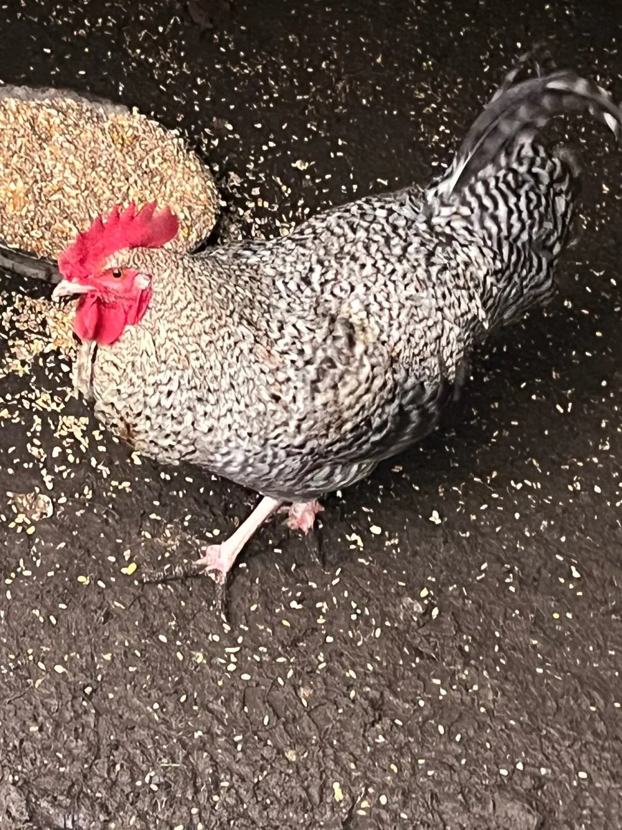 Cuckoo Maran pair - Image 3