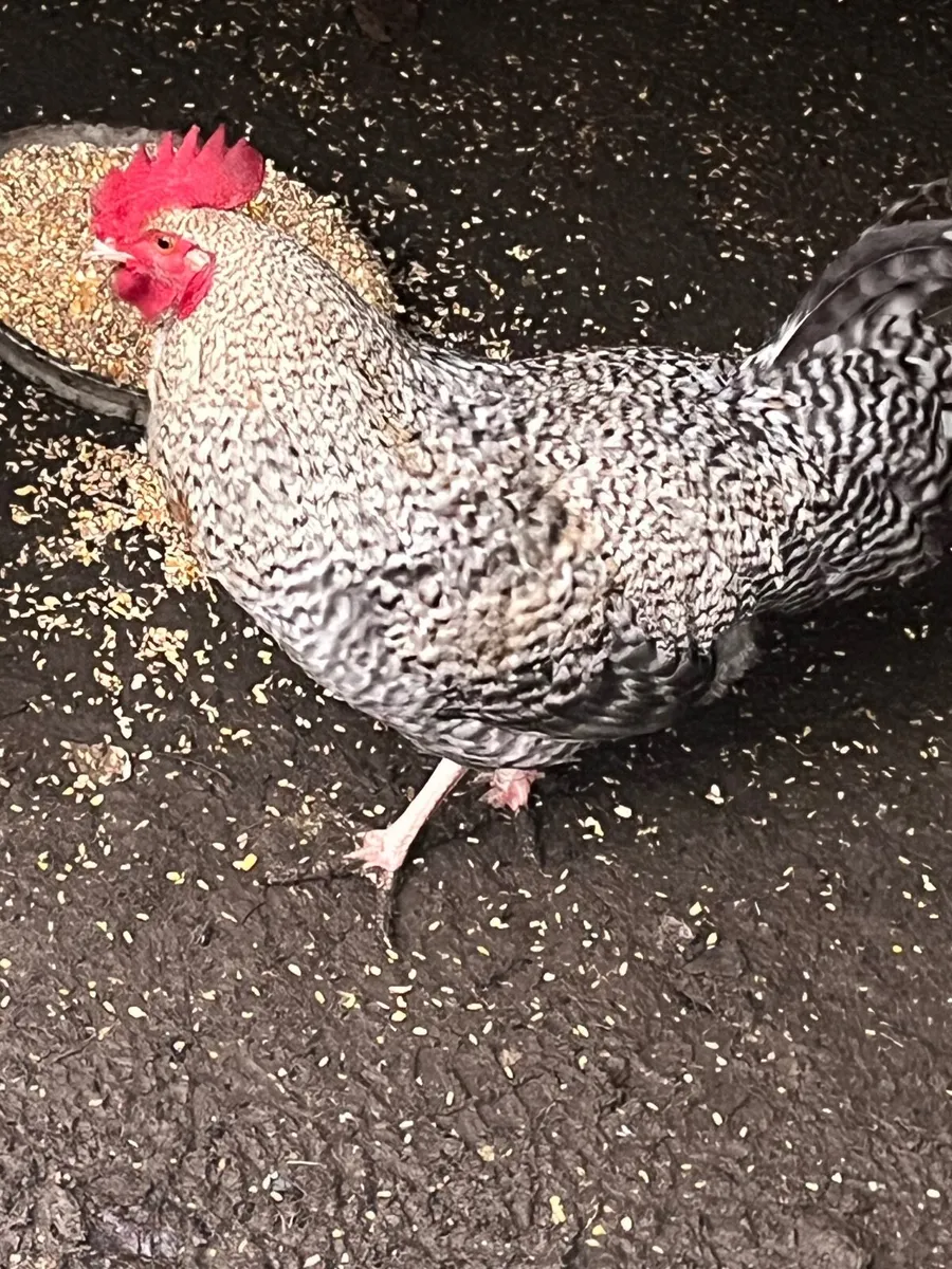 Cuckoo Maran pair - Image 4