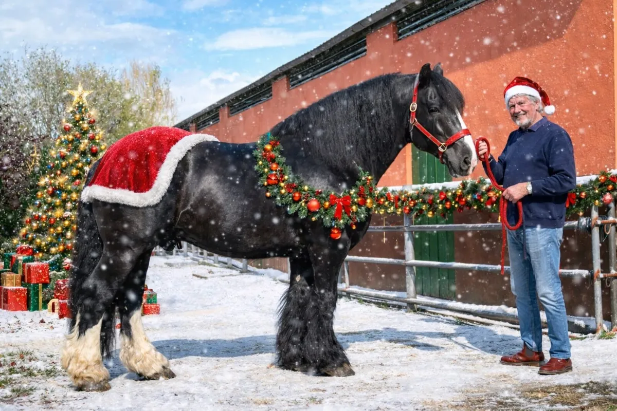 ⚡️16hh Black Irish Cob Stallion at Stud⚡️ - Image 1