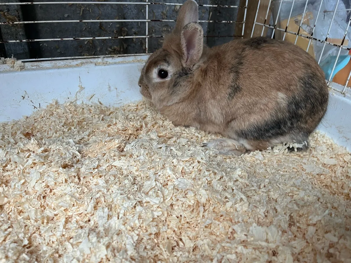 Bunnys and cages - Image 2