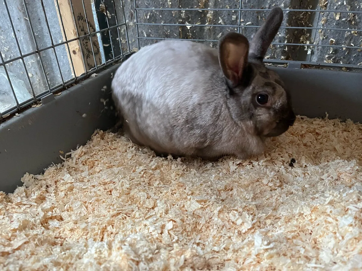 Bunnys and cages - Image 3