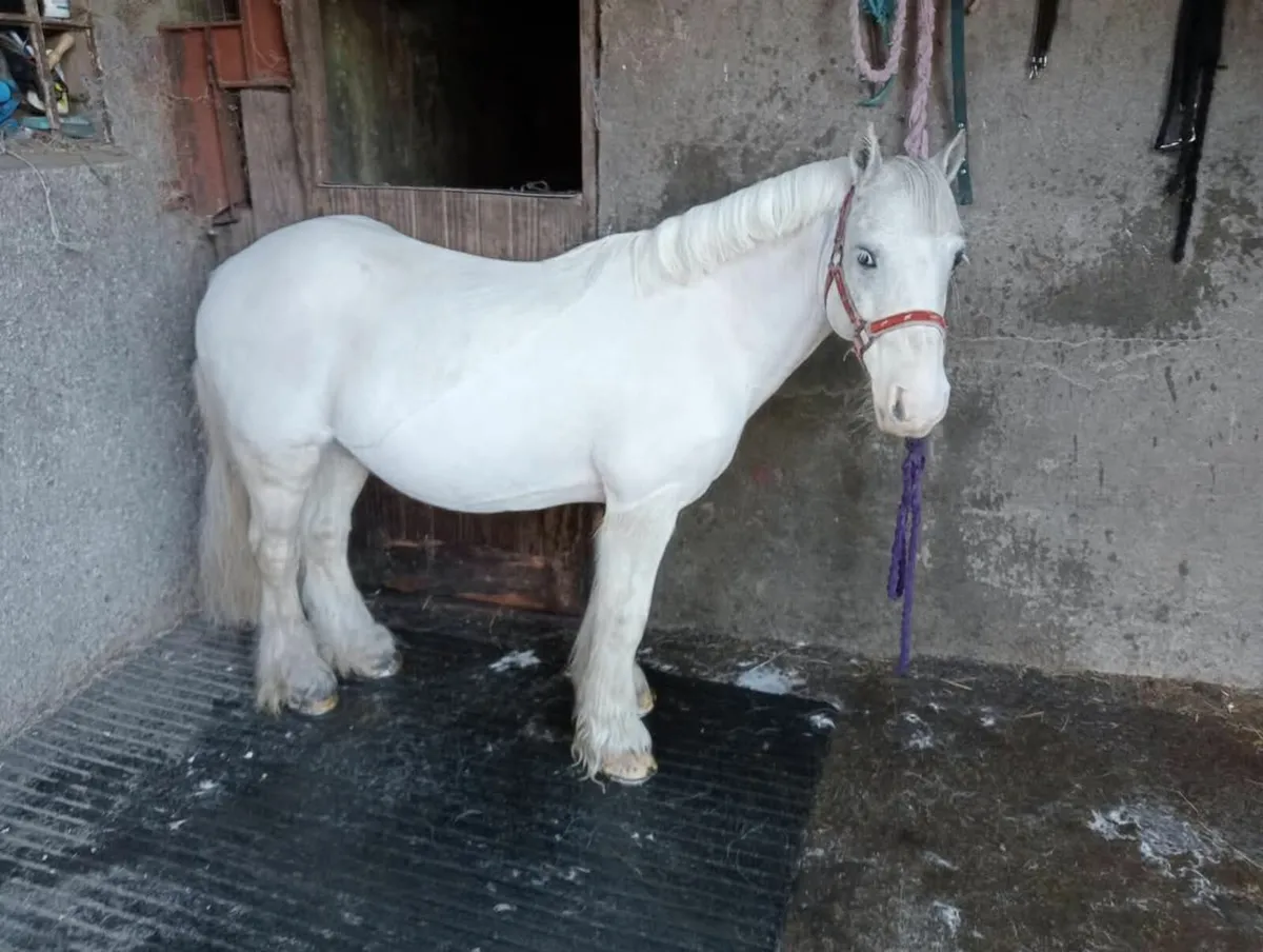 Mini Driving Cob - Image 2